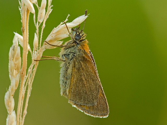 Braunkolbiger Braundickkopffalter Thymelicus sylvestris